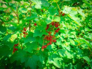 Villas Maison Piscine & Tennis - Collection Idylliq : photos des chambres