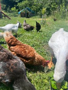 Maisons de vacances Maison 6 places, en plein coeur de l’Ariege, proche ski et nature : Maison 3 Chambres