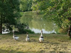 Maisons de vacances LE GRAND CASTILLON - Gite peche avec 2 etangs prives, foret et Jacuzzi en option : photos des chambres