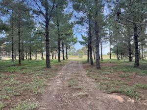 Bussie McBusFace, converted bus in Little River