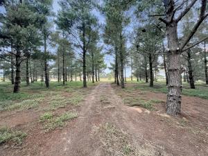 Bussie McBusFace, converted bus in Little River
