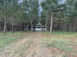 Bussie McBusFace, converted bus in Little River