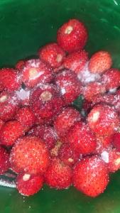 La Mimosa Case Vacanze