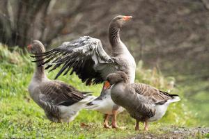 Chalé da Quinta "Lavoura da Bouça - Fruta Bio"