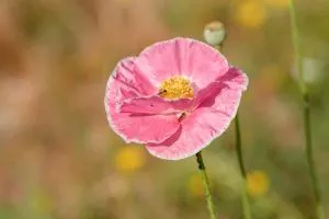 Casa Ponte da Vessada - Corgo