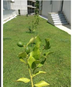 Apartman Cristo Becici