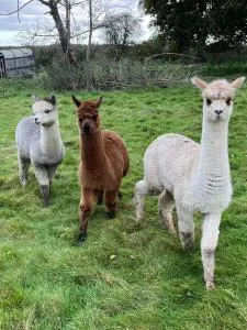 Fords Farm Glamping - West Felton