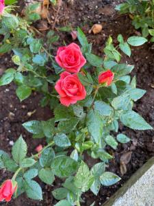 Climbing House Chèrie Madeleine