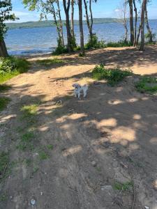 Domki Lubkowo Holliday