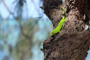 Varatraza Wind Riders