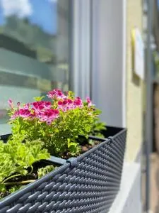 "Haus Bella" - Münstermaifeld