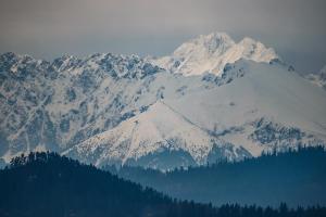 Jaworówka na Polnej