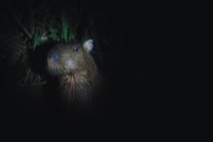 Amazon Curassow Lodge and Expeditions