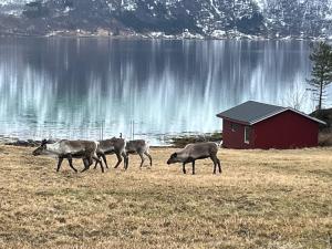 Efjord and Stetind Resort - Cabin Kobbernestinden