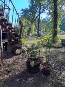B&B / Chambres d'hotes La cabane de l'oiseau : photos des chambres