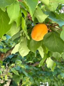 Albicocca - Falconara Marittima