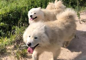 Glempings Dīķīši
