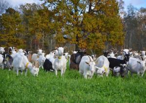 Glempings Kaziņu ferma Līcīši