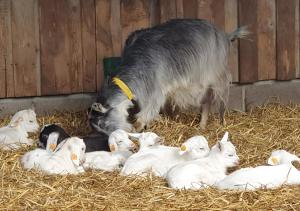 Glempings Kaziņu ferma Līcīši