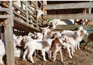 Glempings Kaziņu ferma Līcīši