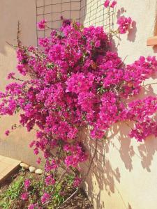 Villas Villa Romarin : photos des chambres