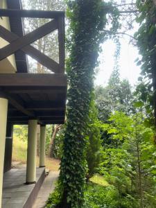 Domek Sosnowe Wzgórze Wiktorowo