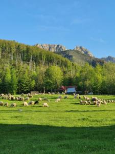 Apartamenty & Pokoje MyWy