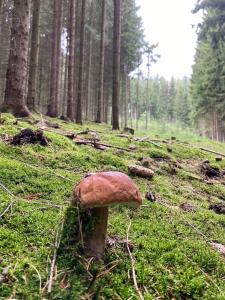 Orgelbauerhaus Schulze