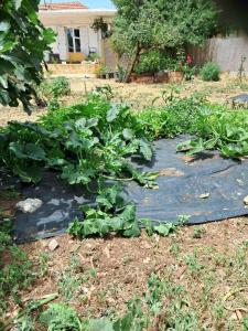 Traditional house with fresh vegetables garden