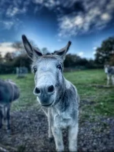 Sometimes Zimmer Gehaichnishof 7born - Osann-Monzel