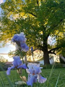 Maisons de vacances La Colline de Tilleul - De La Colline 4 STAR RATED - Beautiful Cottage Near Aubeterre : photos des chambres