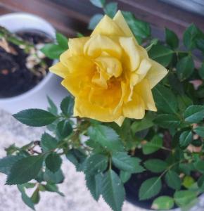 apartment Sun Di Bohinj 