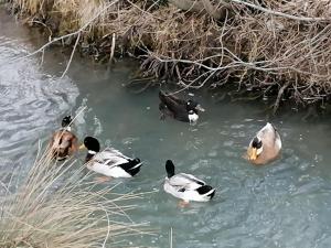 Domačija Malnarjevi