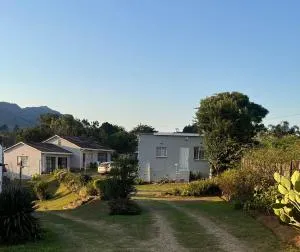 African Violet - Mbabane