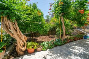 Captain Spiros Casa Bella Trio