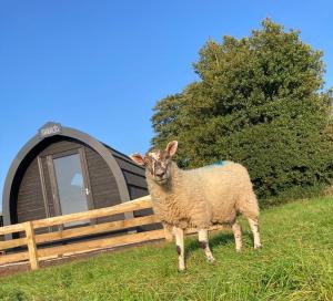 Cow Pasture Pod - Kempy, Whitby