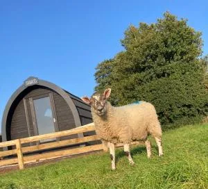 Cow Pasture Pod - Ugthorpe