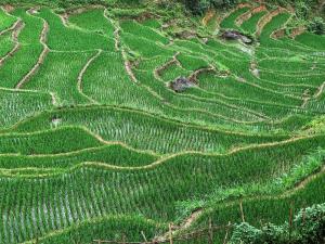 Larosa Homestay Sapa
