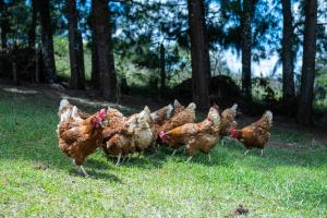 Country house, Cozy Fireplace and an amazing view