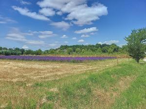 Maisons de vacances MAS provencal piscine : photos des chambres