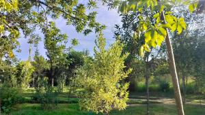 Podocarpus Cottages -02