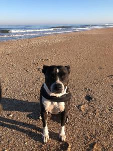 Appartements La petite chaumiere sur le rivage : photos des chambres