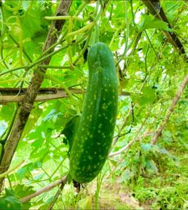 Thanh Chiêm Village