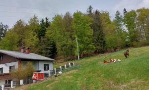 Kriegwald Apartements