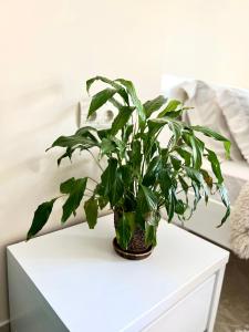 OSapart Ideal apartment in the complex Great Britain