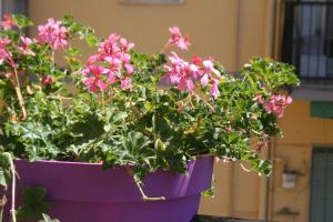 Pink Fox - Family Apartment -