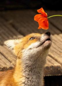 Fuchs Alm