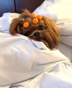 Blue Tree Premium Verbo Divino - Nações Unidas