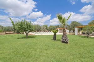 Trulli tra gli Ulivi