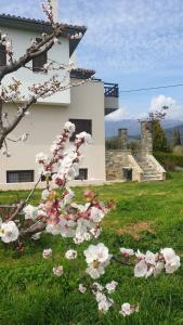 Olive View Cottage in Pelion
